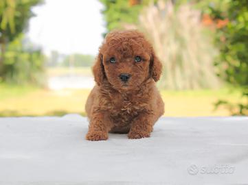 Cucciolo di Barboncino