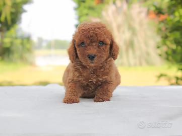 Cucciola di Barboncino