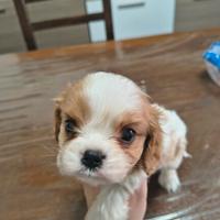 Cucciolo cavalier king con pedigree enci