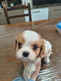 Cucciolo cavalier king con pedigree enci