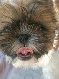 Shih tzu
