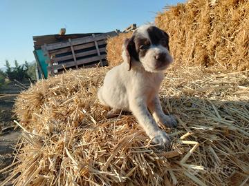 Cucciola setter inglese