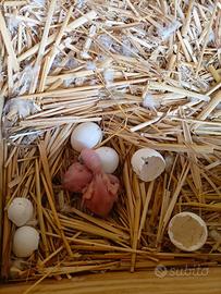 Baby parrocchetto dal collare