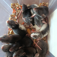 Ratti dumbo domestici
