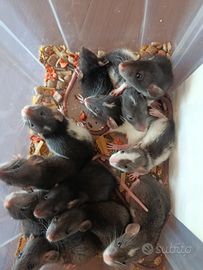 Ratti dumbo domestici