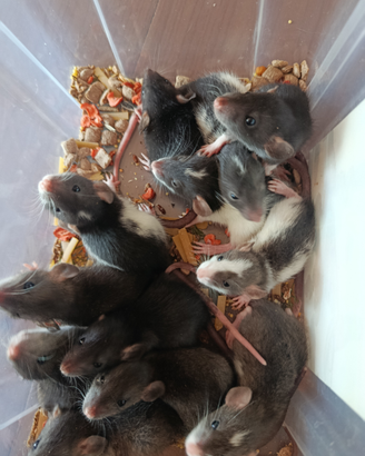 Ratti dumbo domestici