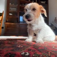 Jack russel per monta