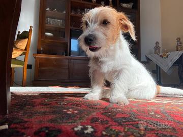 Jack russel per monta