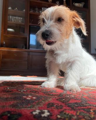 Jack russel per monta