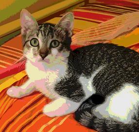 gattina tre mesi