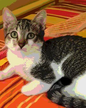 gattina tre mesi