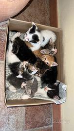 Gatti super affettuosi