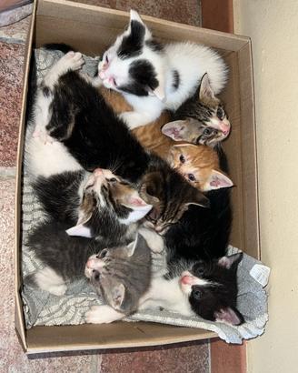 Gatti super affettuosi
