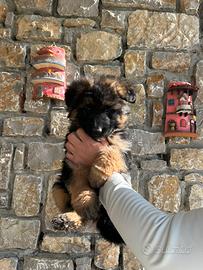 Cuccioli pastore tedesco