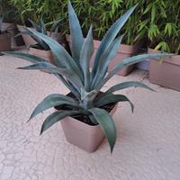 Agave beauleriana/americana