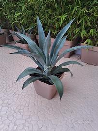 Agave beauleriana/americana