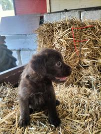 Cuccioli da tartufo
