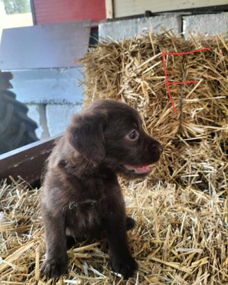 Cuccioli da tartufo