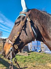 Cavallo vaquero superdomato