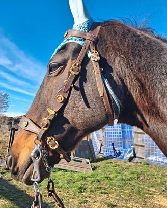 Cavallo vaquero superdomato