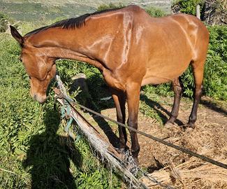 Cavallo