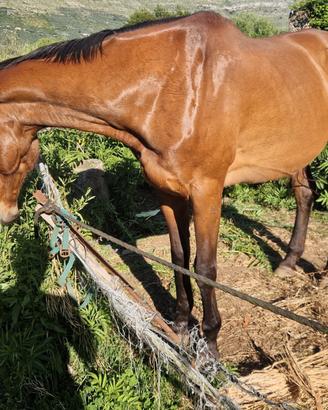 Cavallo