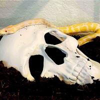 teschio decorazione terrario teca