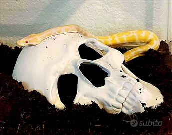 teschio decorazione terrario teca