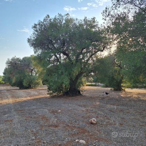 Terreno contrada chiepo casanova