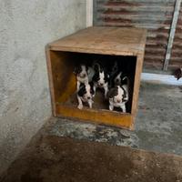 Cuccioli da caccia Razza ariegeois