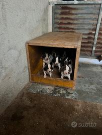 Cuccioli da caccia Razza ariegeois