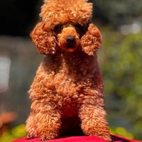 Stallone di Barboncino Red Toy per accoppiamenti