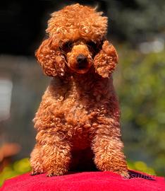 Stallone di Barboncino Red Toy per accoppiamenti