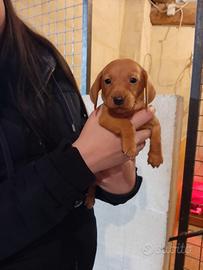 Cuccioli Bassotto nano