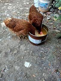 Galline
