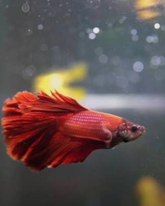 Betta Splendens