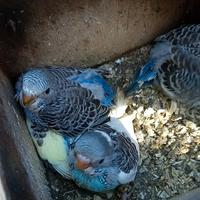 Cocorite allevati a mano