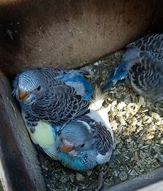 Cocorite allevati a mano