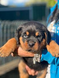 Cuccioli di Rottweiler