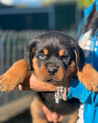 Cuccioli di Rottweiler