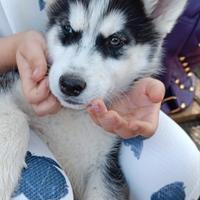 Siberian husky 3 maschi