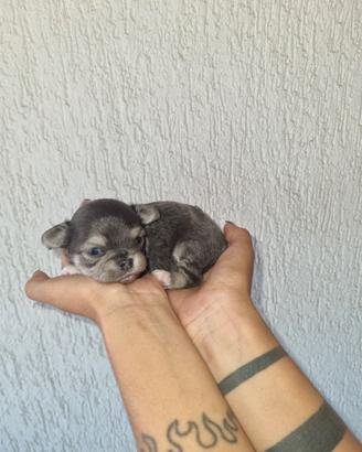 Cuccioli di chihuahua micro
