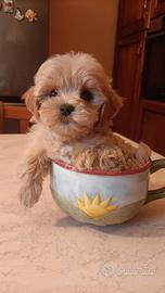 Maltipoo piccolino