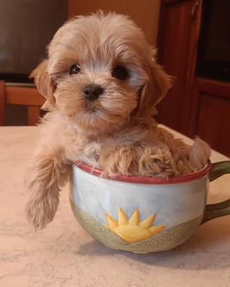 Maltipoo piccolino