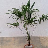 Palma 120 cm Fortune Giapponese 🌴❄ resiste a -20°