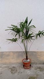 Palma 120 cm Fortune Giapponese 🌴❄ resiste a -20°