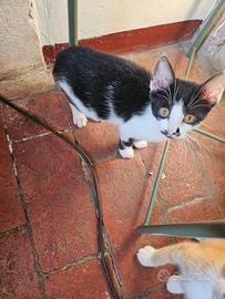 Gattina femmina bianca e nera di tre mesi