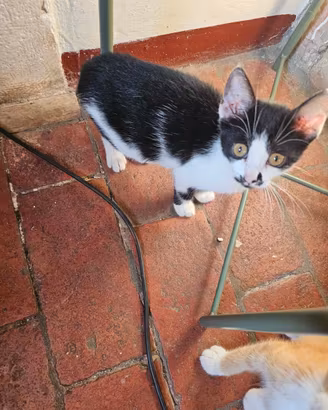Gattina femmina bianca e nera di tre mesi
