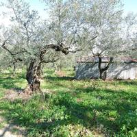 MOSCUFO ANNESSO CON TERRENO AGRICOLO