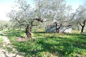 MOSCUFO ANNESSO CON TERRENO AGRICOLO